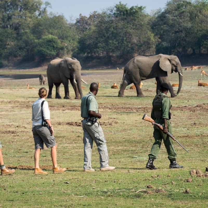 Walking Safari - Robin Pope Luangwa Bush Camping