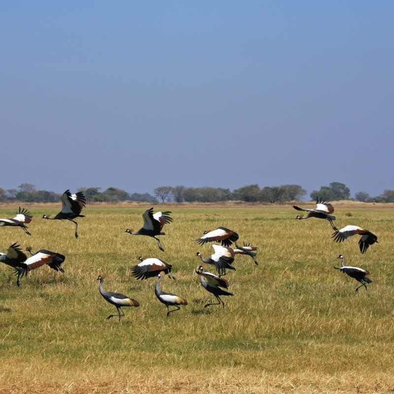 Shumba Camp