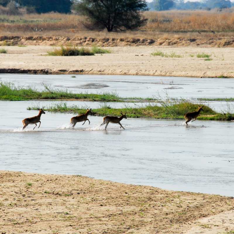 Impala crossing Mwaleshi River 