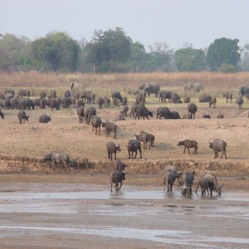 Buffalo 