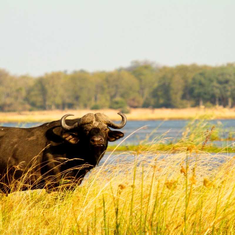 Buffalo - 