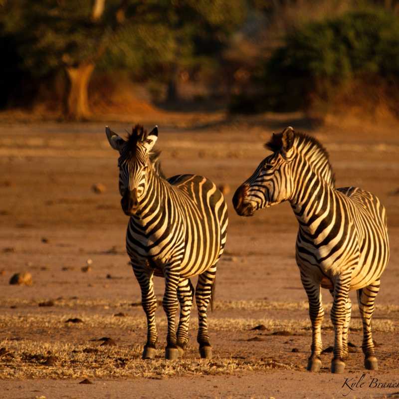 Zebra - 