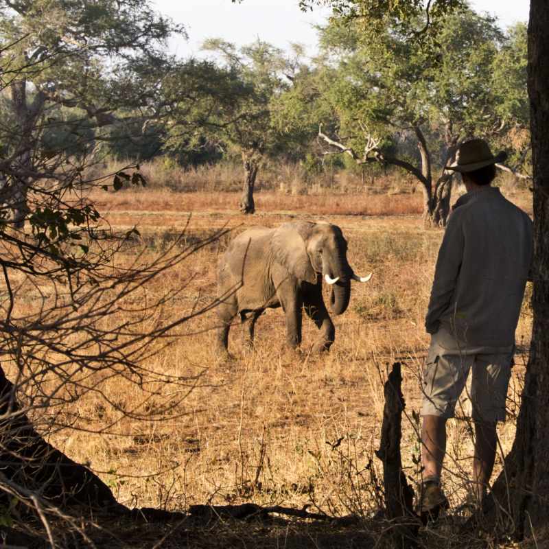 Elephant and guide - Best of Zambia