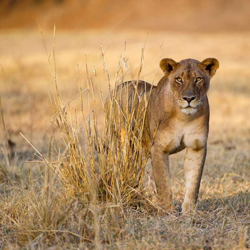 Limitless Botswana 