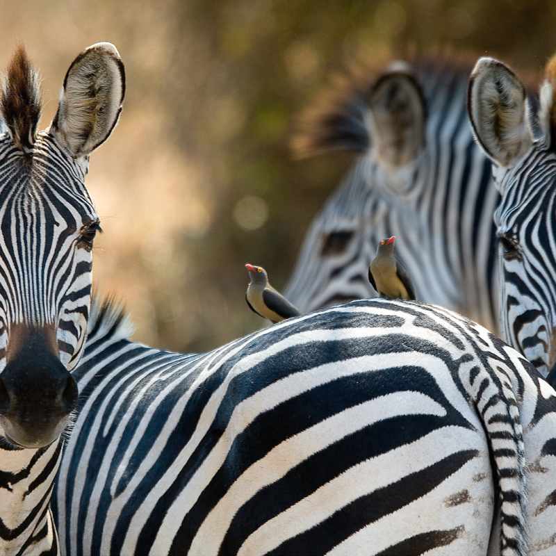 Zebra - Zambia Mobile Walking Safari