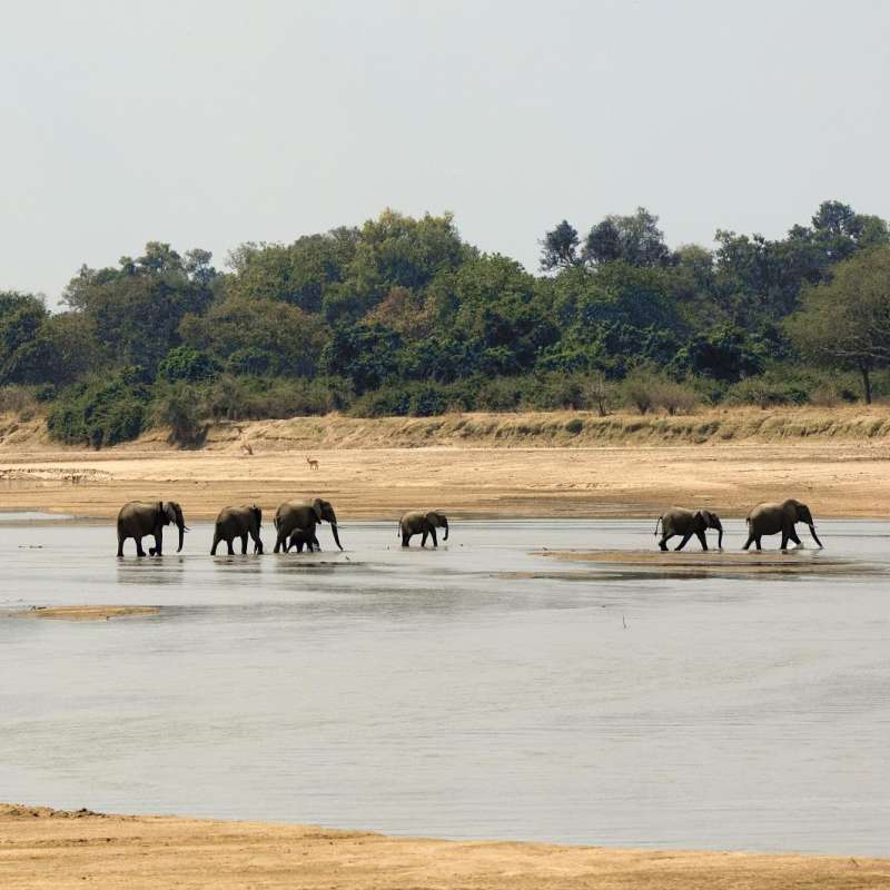 Elephant crossing - Zambia Mobile Walking Safari