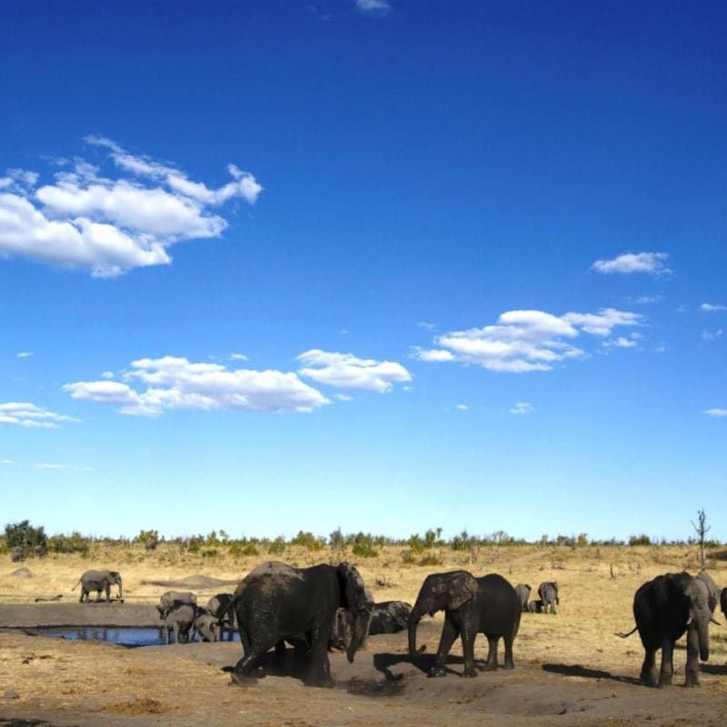 Elephants at a Waterhole - Bomani Tented Lodge