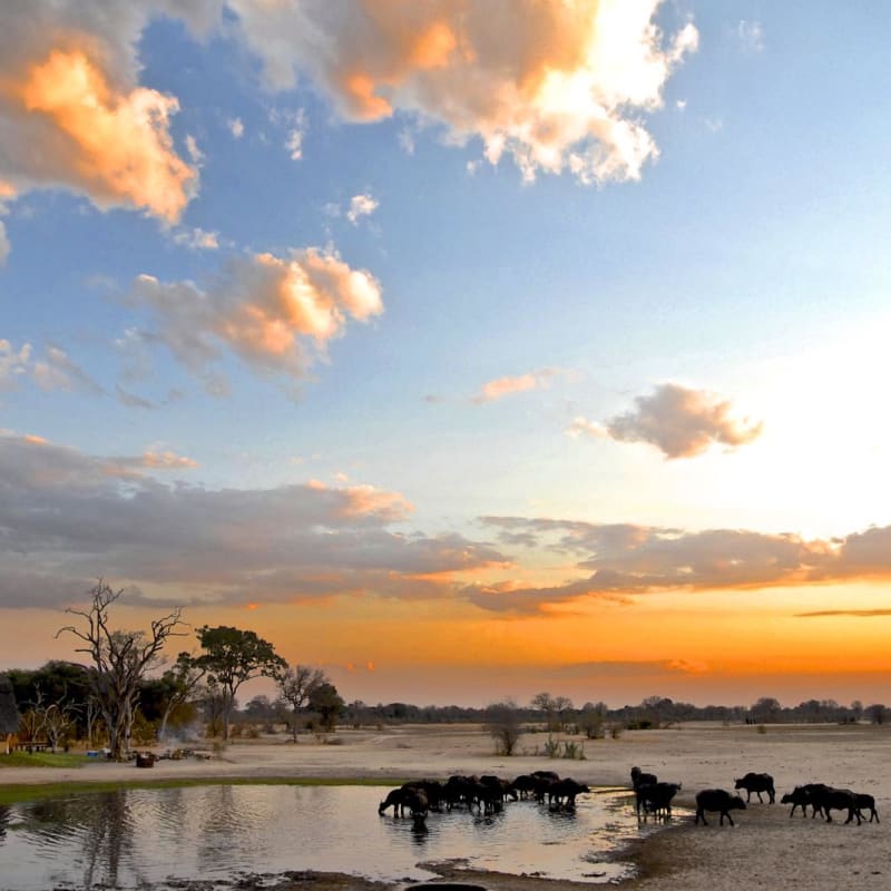 Buffalo  - Bomani Tented Lodge
