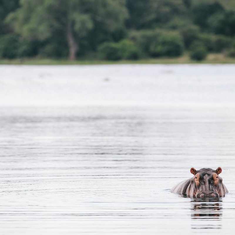 Hippo wallowing - Chilo Gorge Safari Lodge