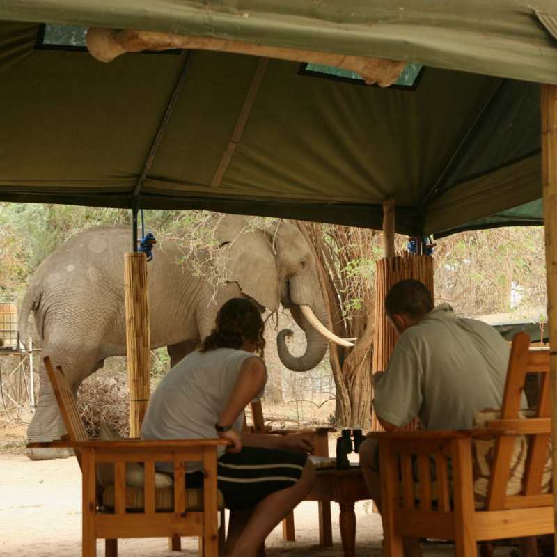 Elephant in camp - Goliath Safari Camp