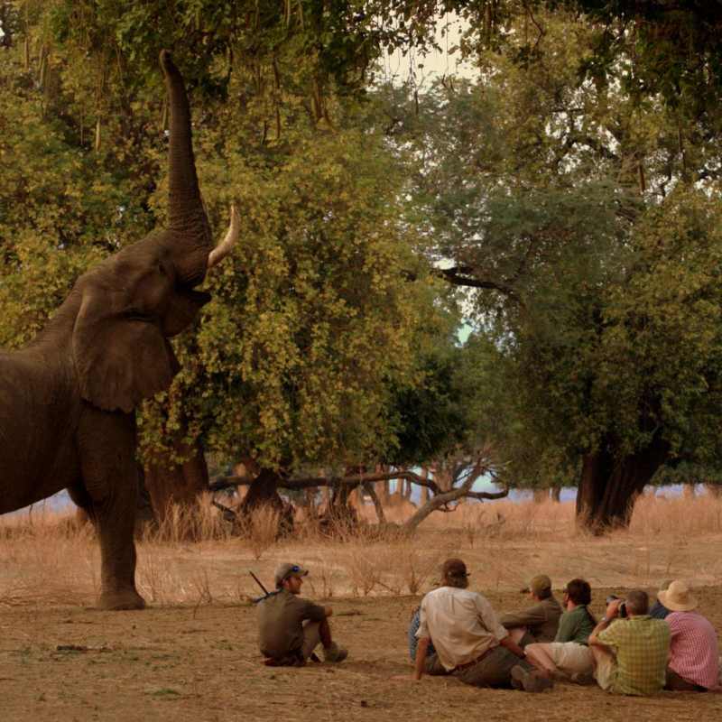 Game viewing - Goliath Safari Camp