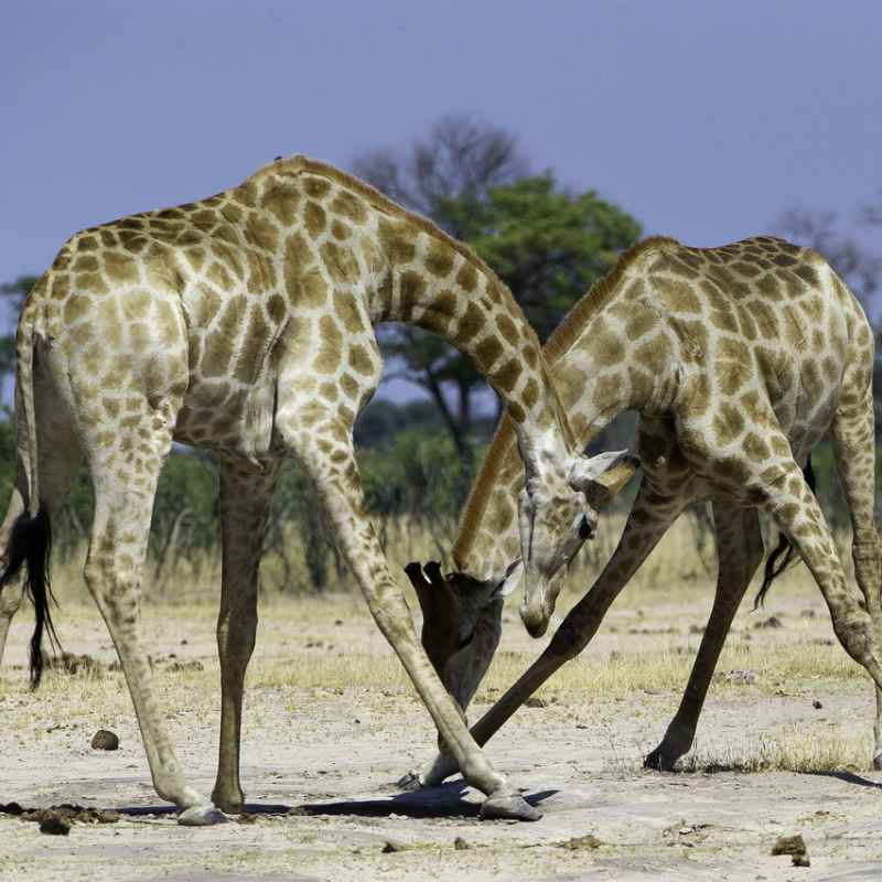 A Pair of Giraffes - Little Makalolo Camp