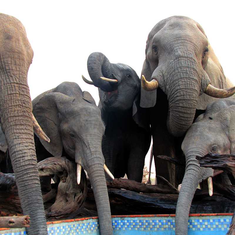 Nehimba - Elephants drinking from the pool