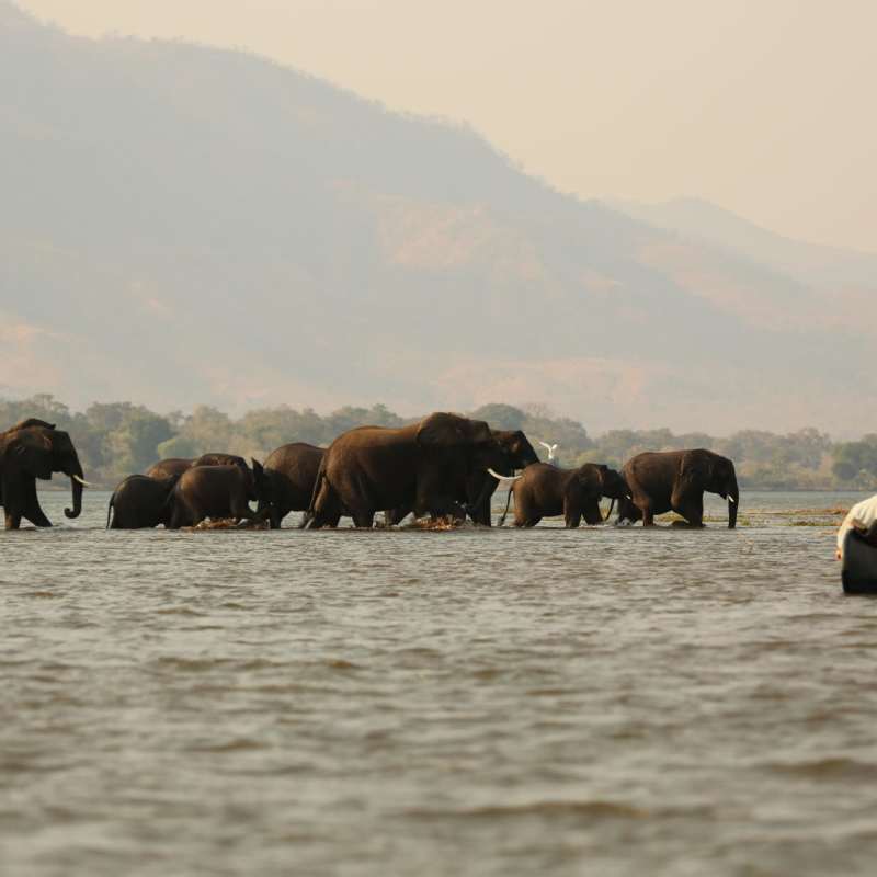 Watch elephants crossing the Zambezi - Ruwesi Canoe Trail