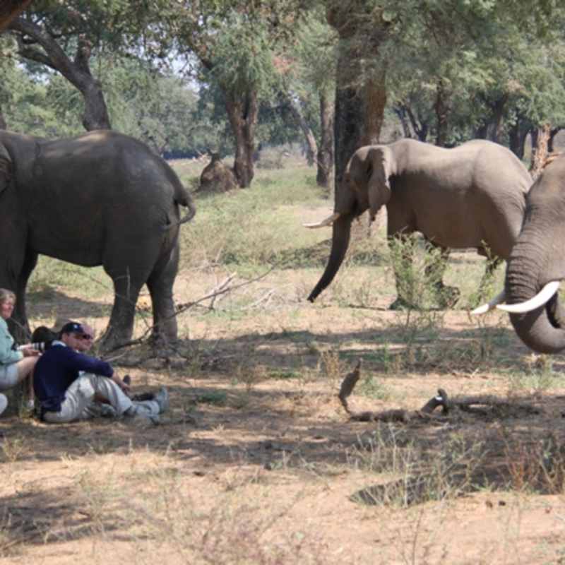 Close encounter with elephants - Vundu Camp