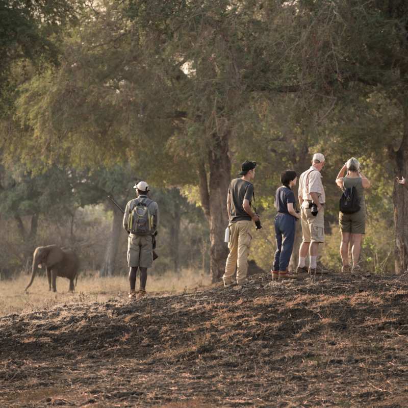 Walking Safari - 