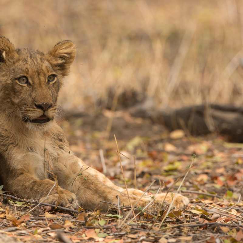 Lion in Hwange