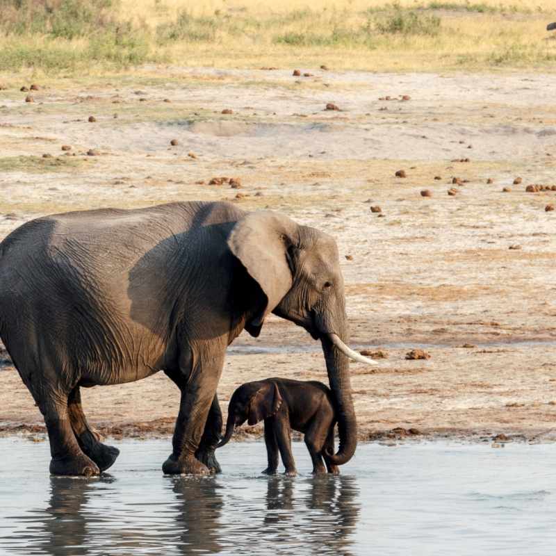Hwange Elephants 