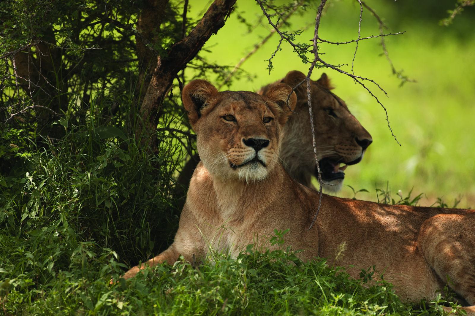 Limitless Tanzania 