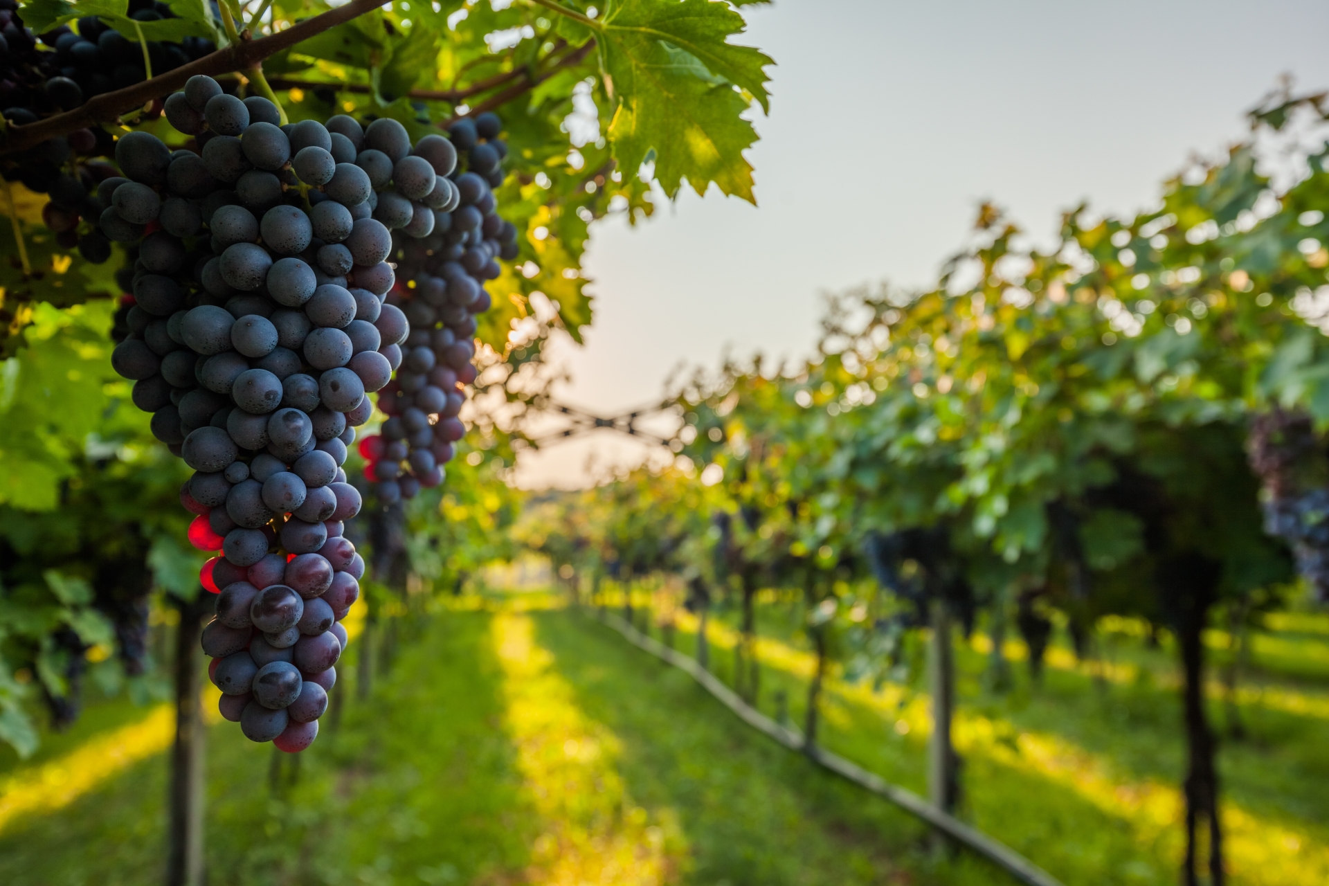 California Uncorked: Napa and Sonoma Wine Adventure 