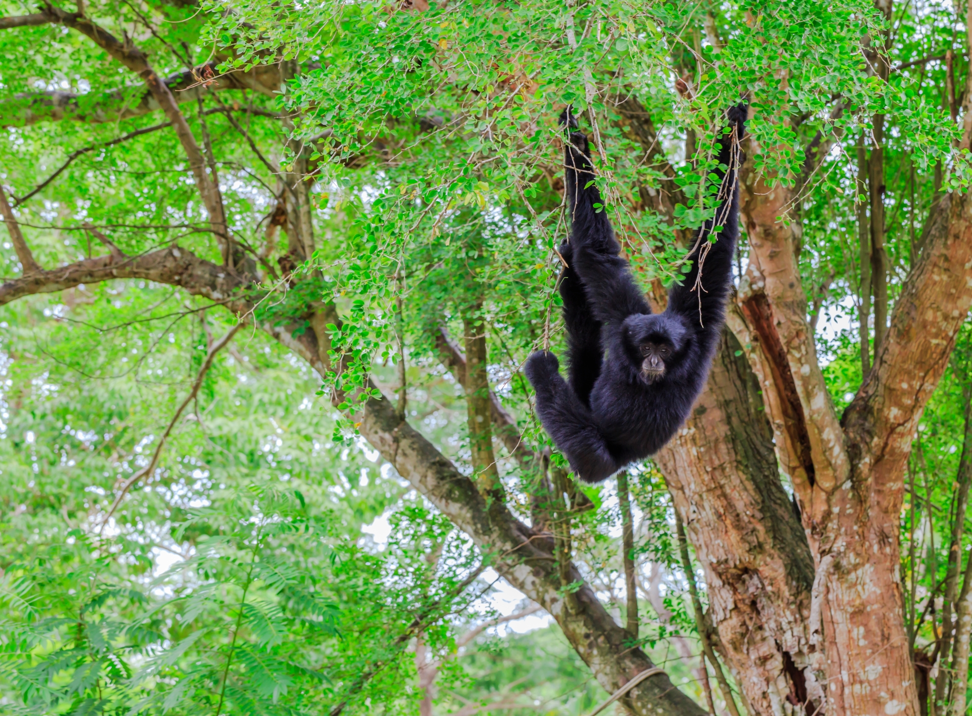 Wild Belize 
