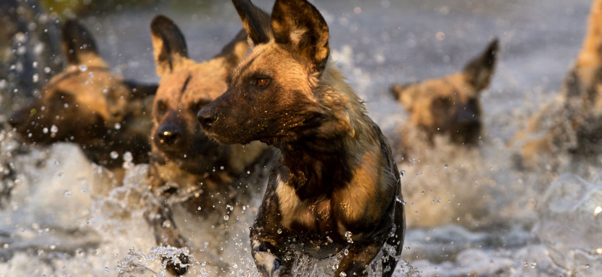 Wild Botswana 