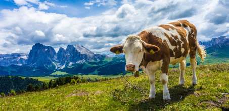 Hiking and Dairy Visit in the Alpe di Siusi