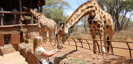 Giraffe Centre - African Fund for Endangered Wildlife