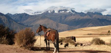 Sacred Valley Horse Riding & Pisac