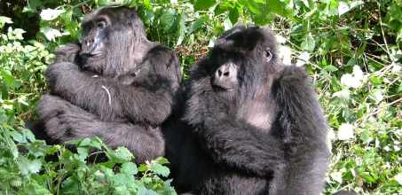 Gorilla Trekking