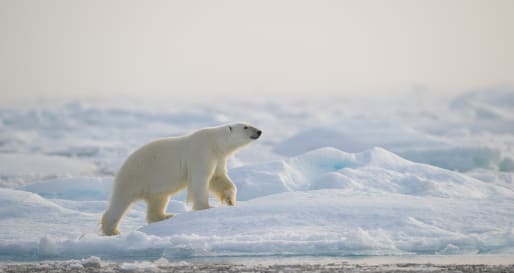 Polar Bear 