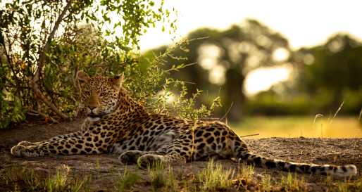 Leopard 