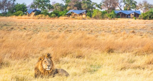 Lion  