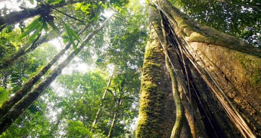 Amazon Rainforest  