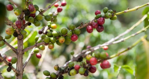 Coffee - De la Gente Fair Trade Coffee Tour