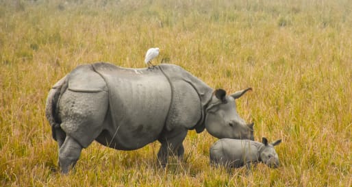 Rhino  