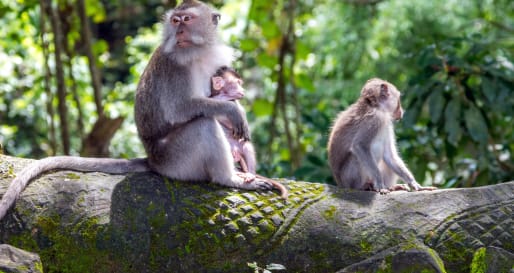 Kintamani - Monkey Forest Tour