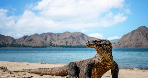 Komodo Dragon 