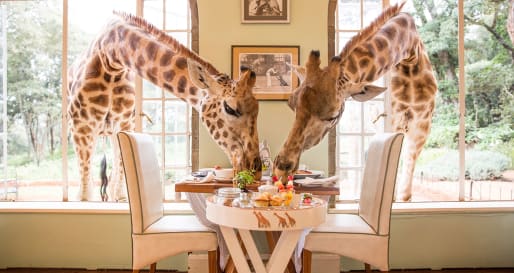 Breakfast with giraffe