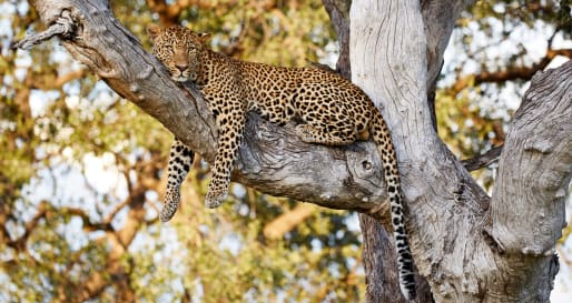 Luangwa National Park  