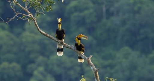 Hornbills - Early Morning Bird Walk