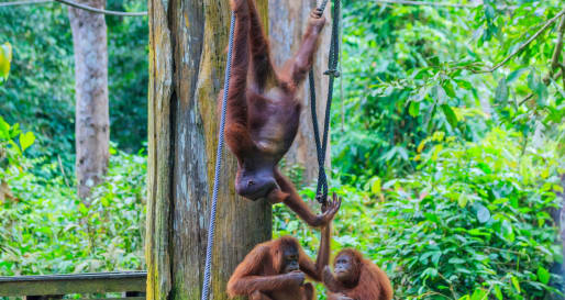 Sepilok Orangutan Rehabilitation Centre 