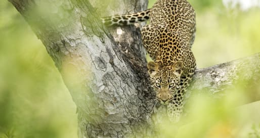 Wildlife in Kruger 