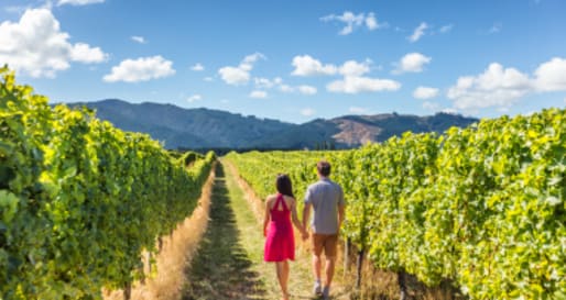 New Zealand Vinyard 