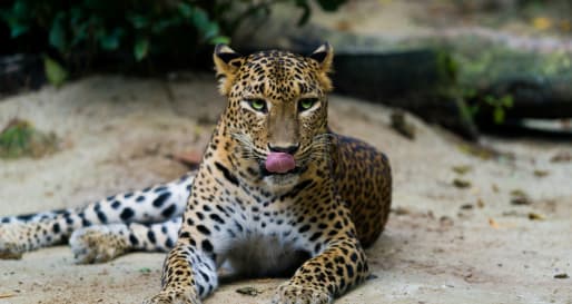 Leopard  