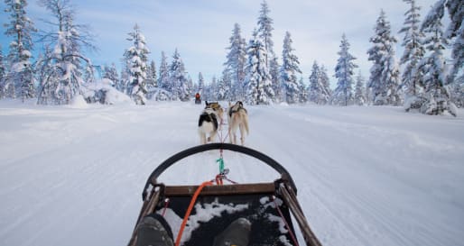 Husky sledding 