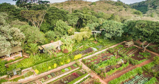 Gibb's Farm- 11