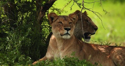 Singita lions  