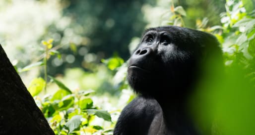 Gorilla  