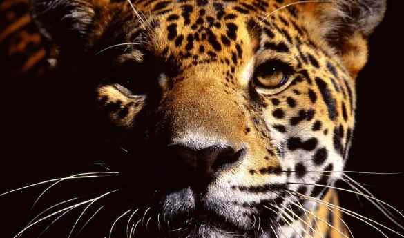 Cockscomb Wildlife Sanctuary Tour